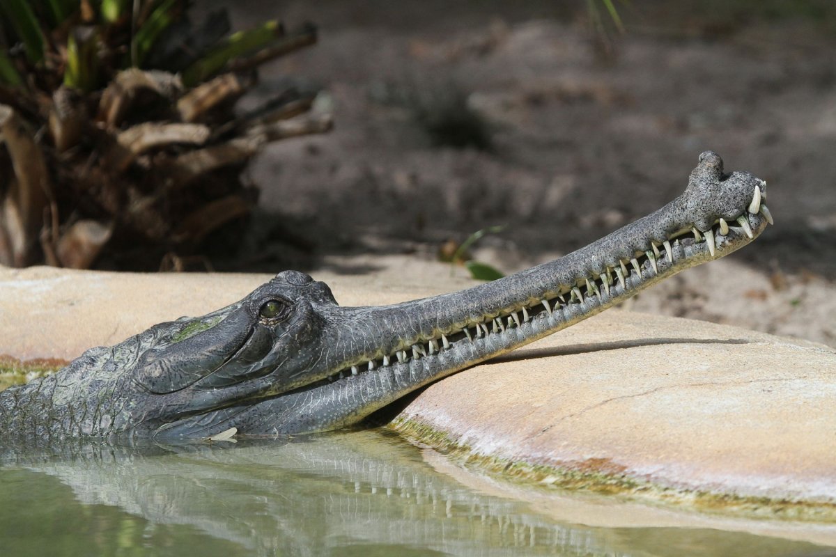 Гангский гавиал зубы