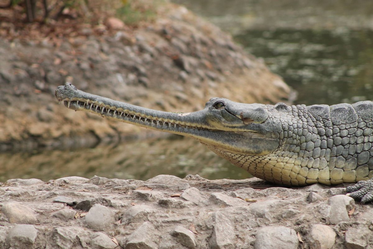Гавиал крокодил