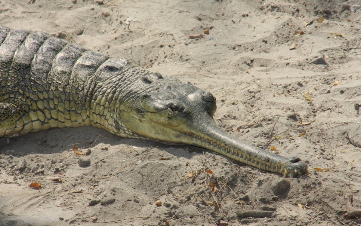 Гангский гавиал (Gavialis gangeticus)