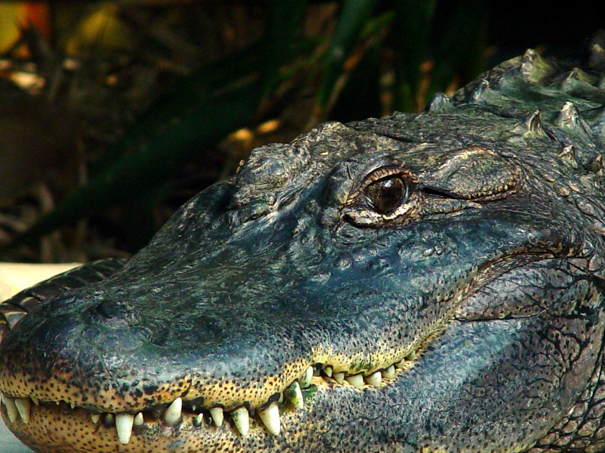 Крокодил с голубыми глазами