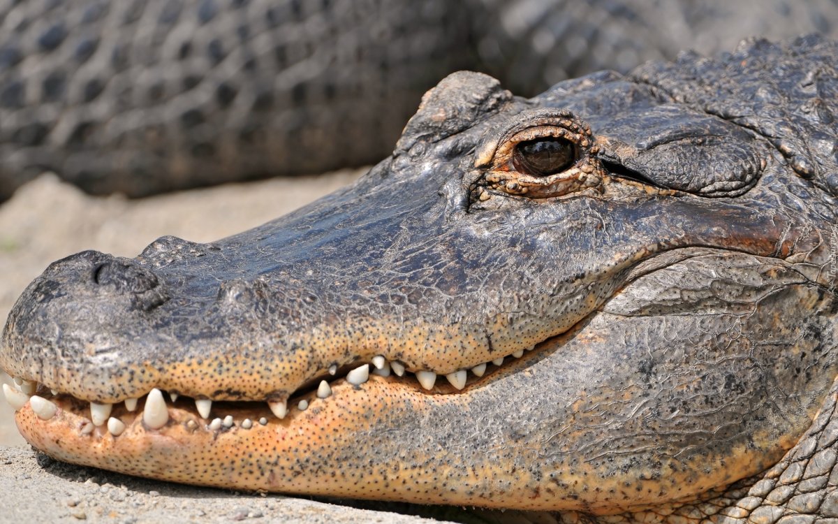 Шерстистый крокодил