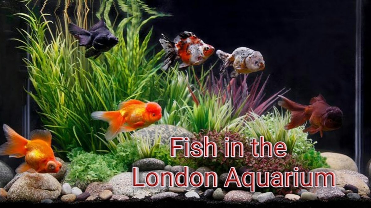 Золотая рыбка в аквариуме