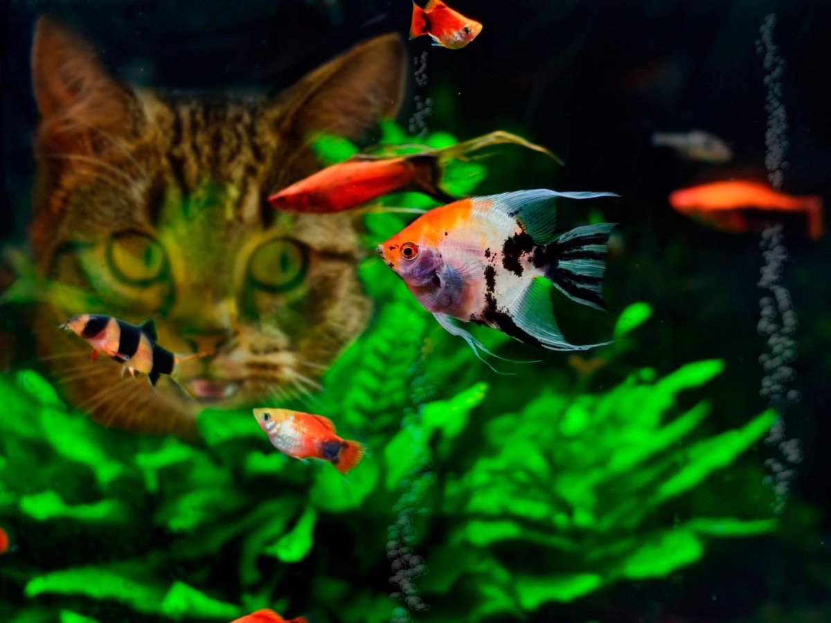 Живые рыбки