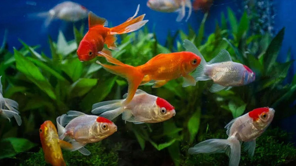 Красивые рыбки в аквариуме