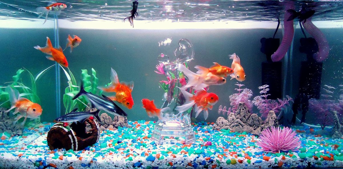 Гуппи цветная аквариумная рыбка