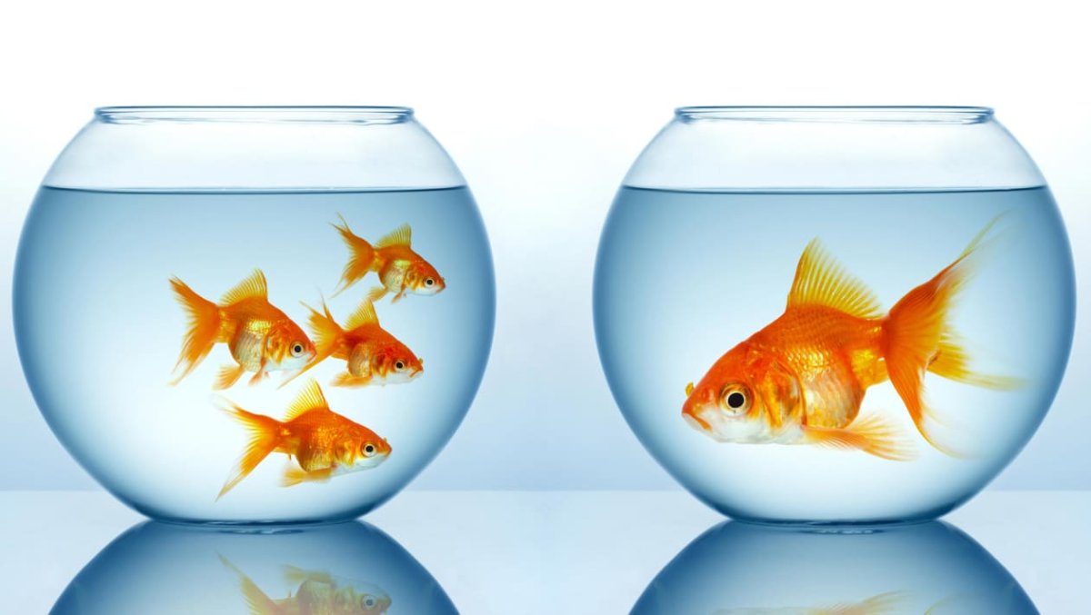 Две рыбки в аквариуме картинки