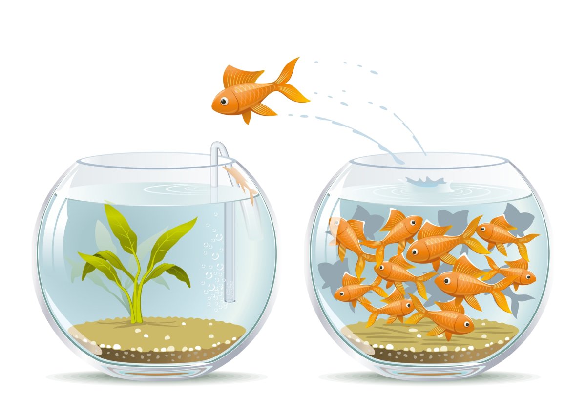 Мирные рыбки для аквариума