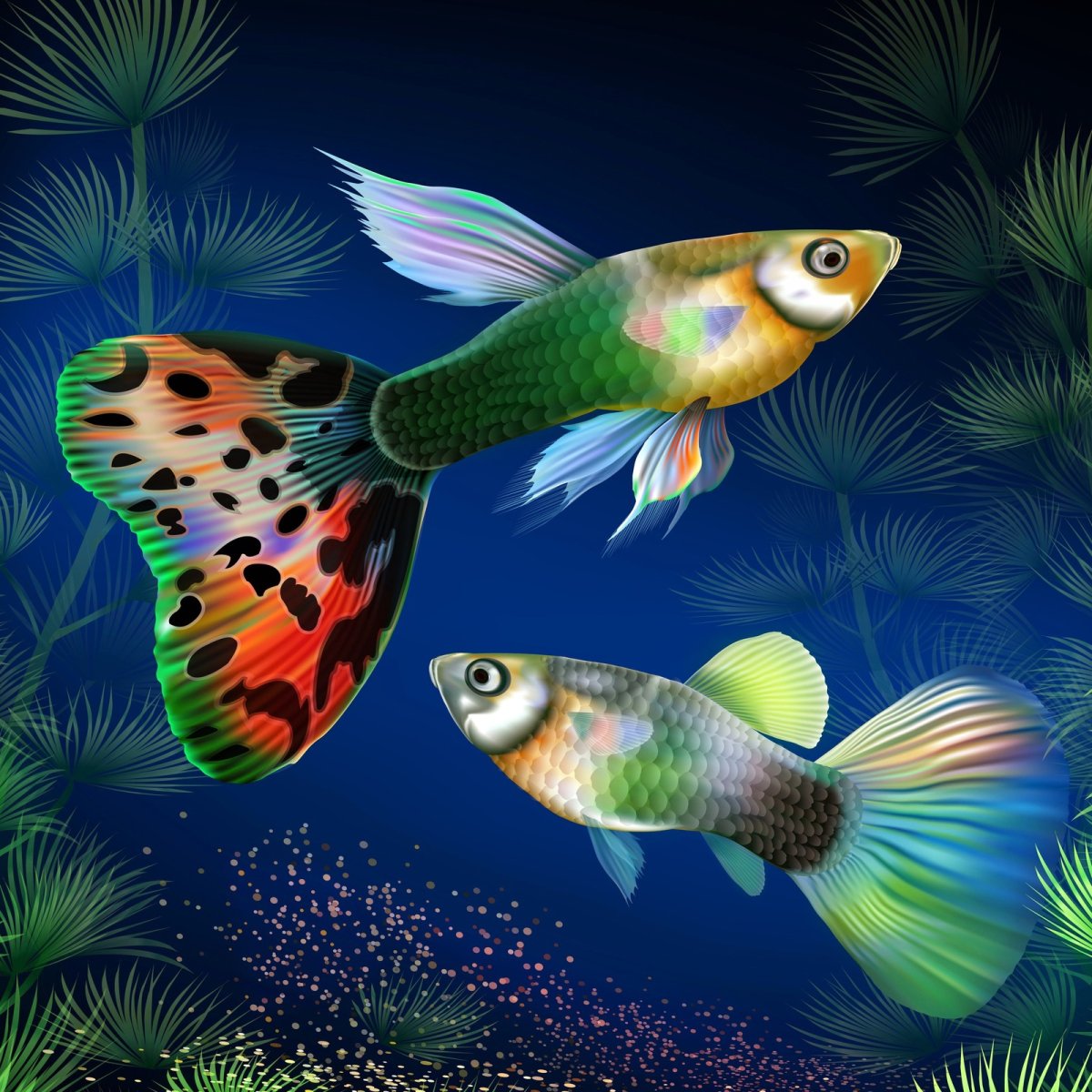 Гуппи аквариумные рыбки