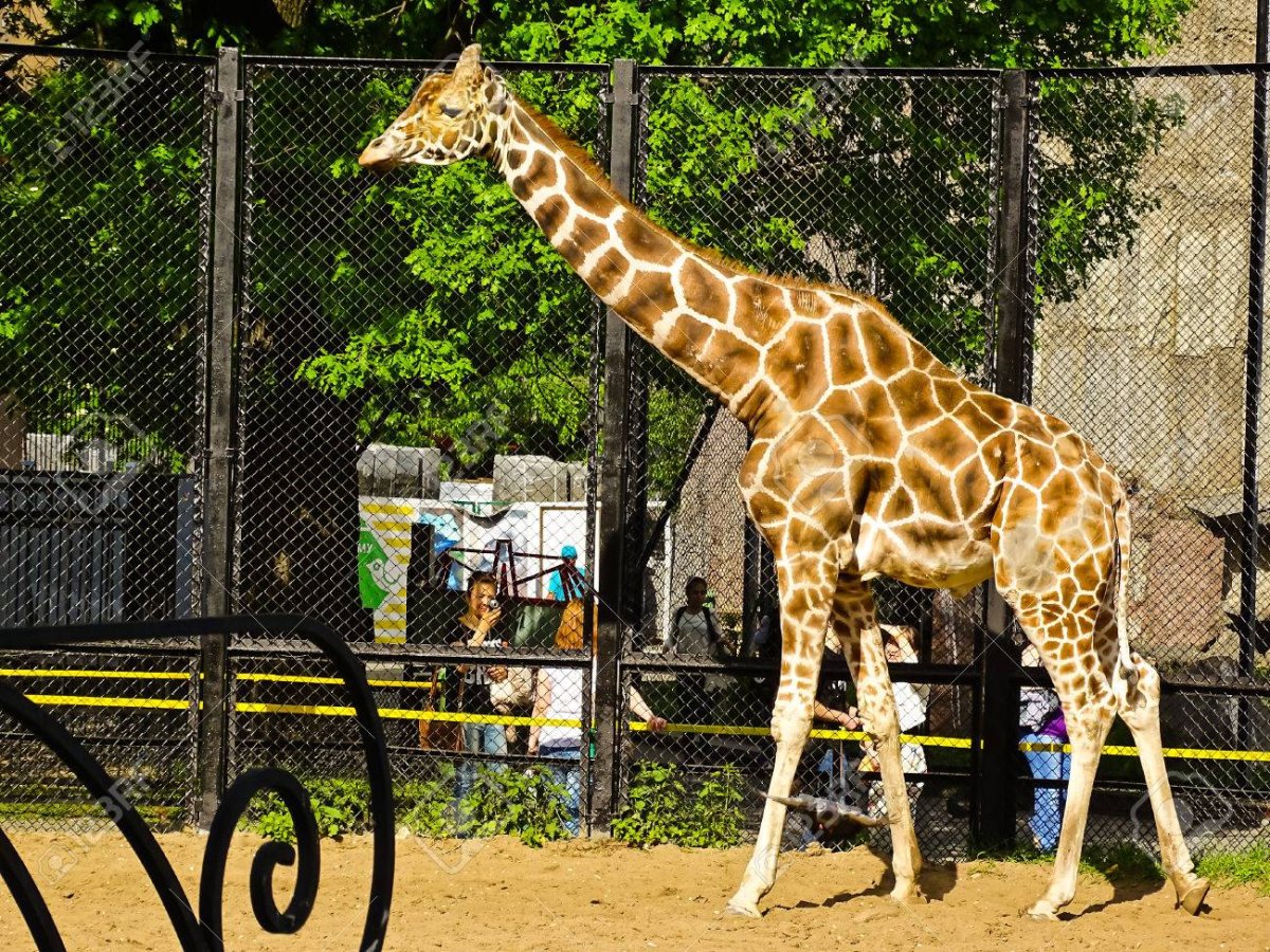 Жираф Самсон