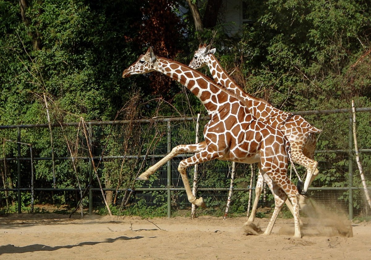 Зоопарк Лимпопо Ботанический сад