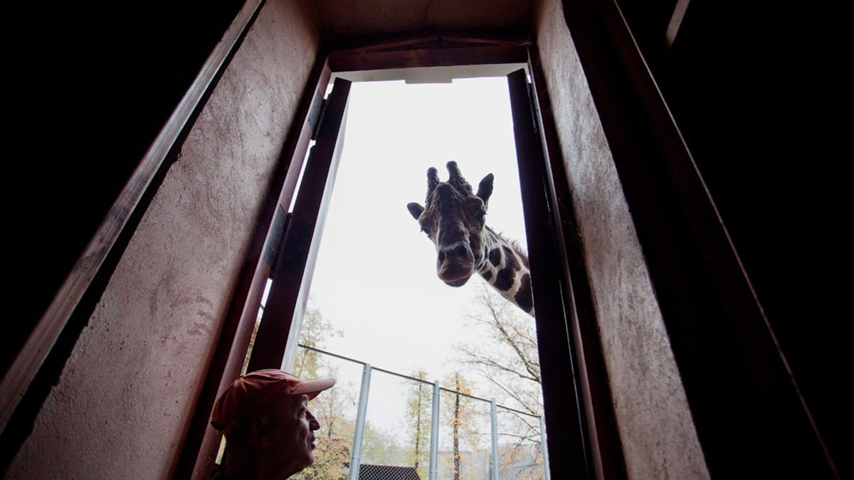 Парк Львов Тайган машинка Жираф