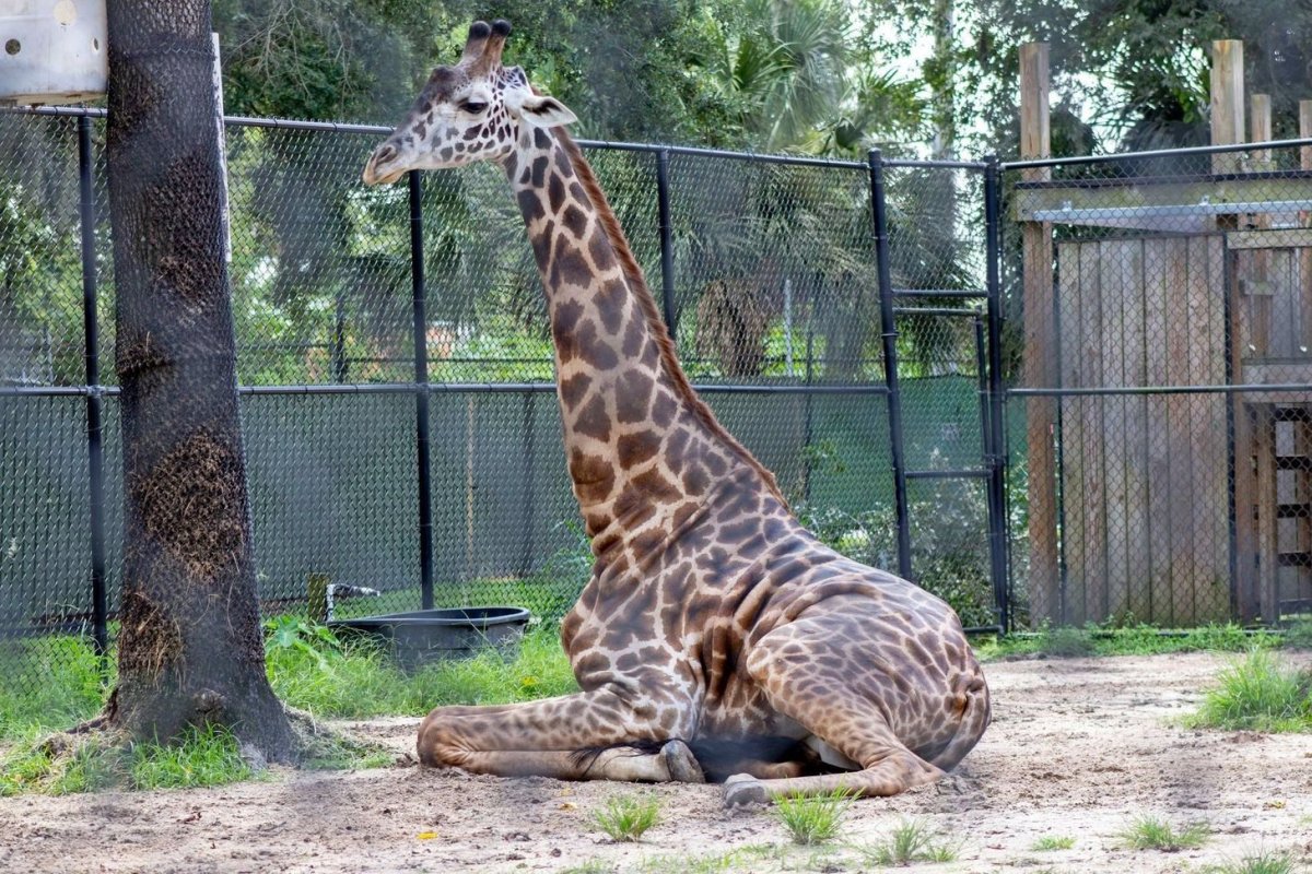 Жираф в зоопарке