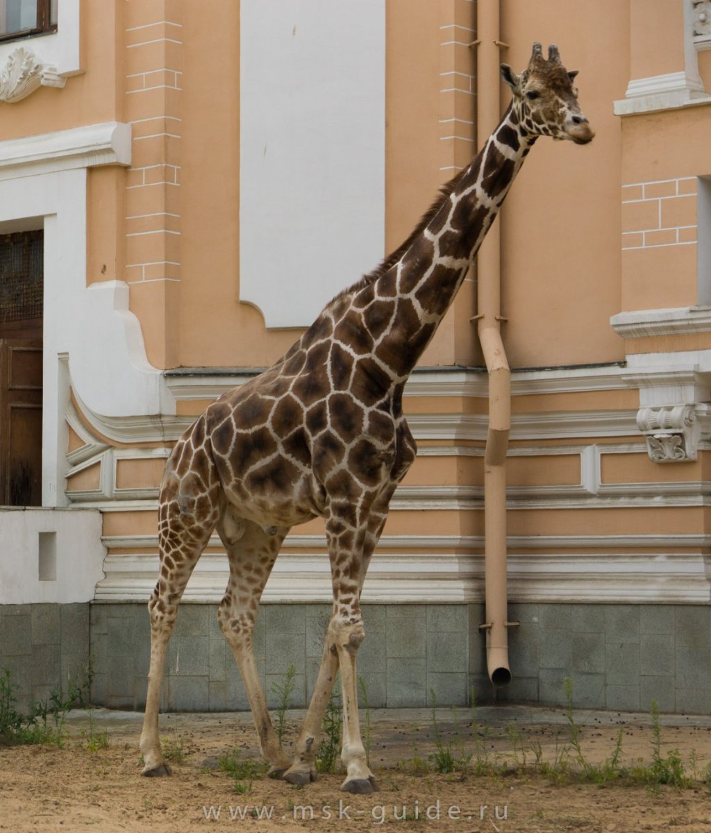 Самсон Гамлетович Ленинградов