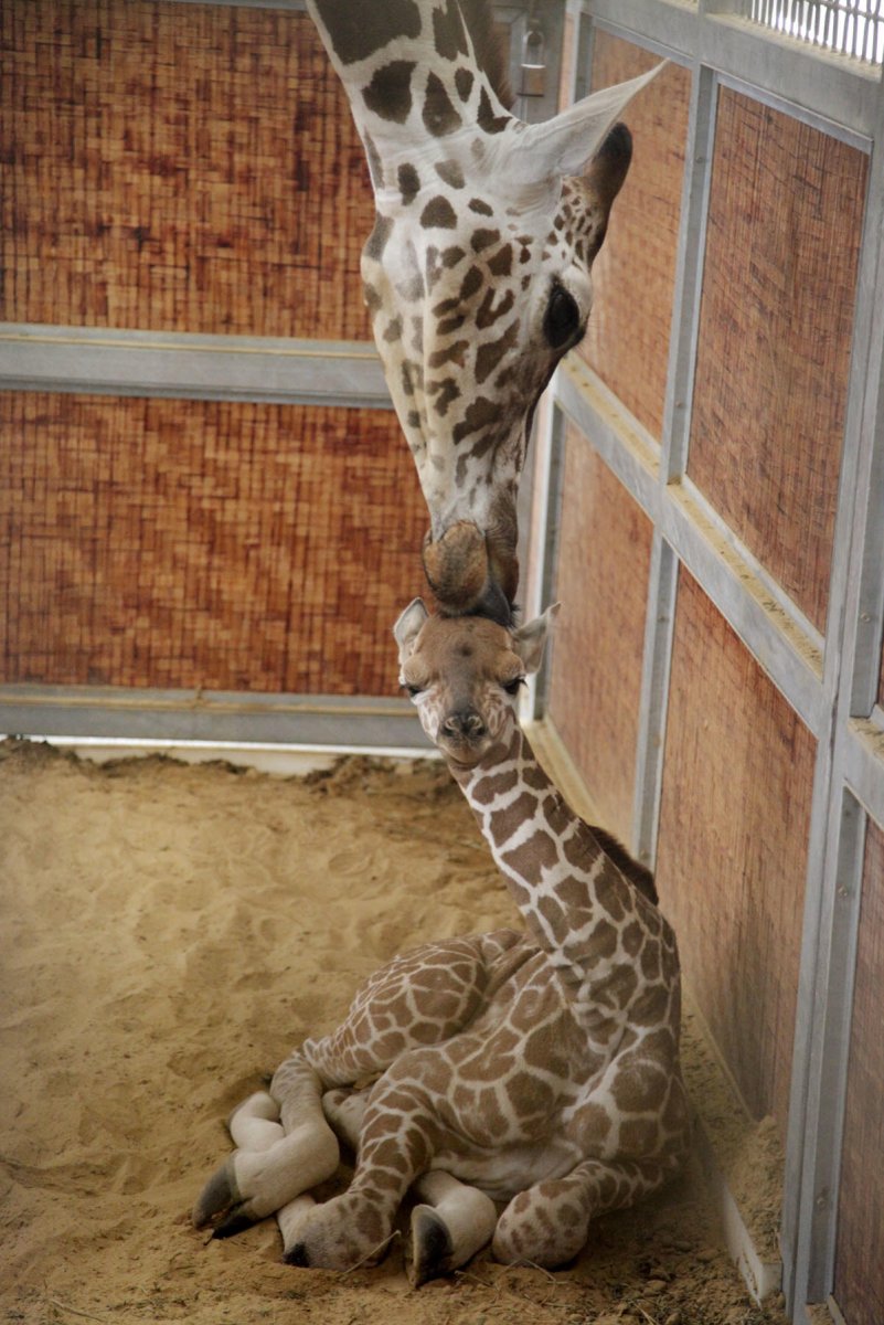 Жираф в зоопарке Лимпопо Нижний Новгород