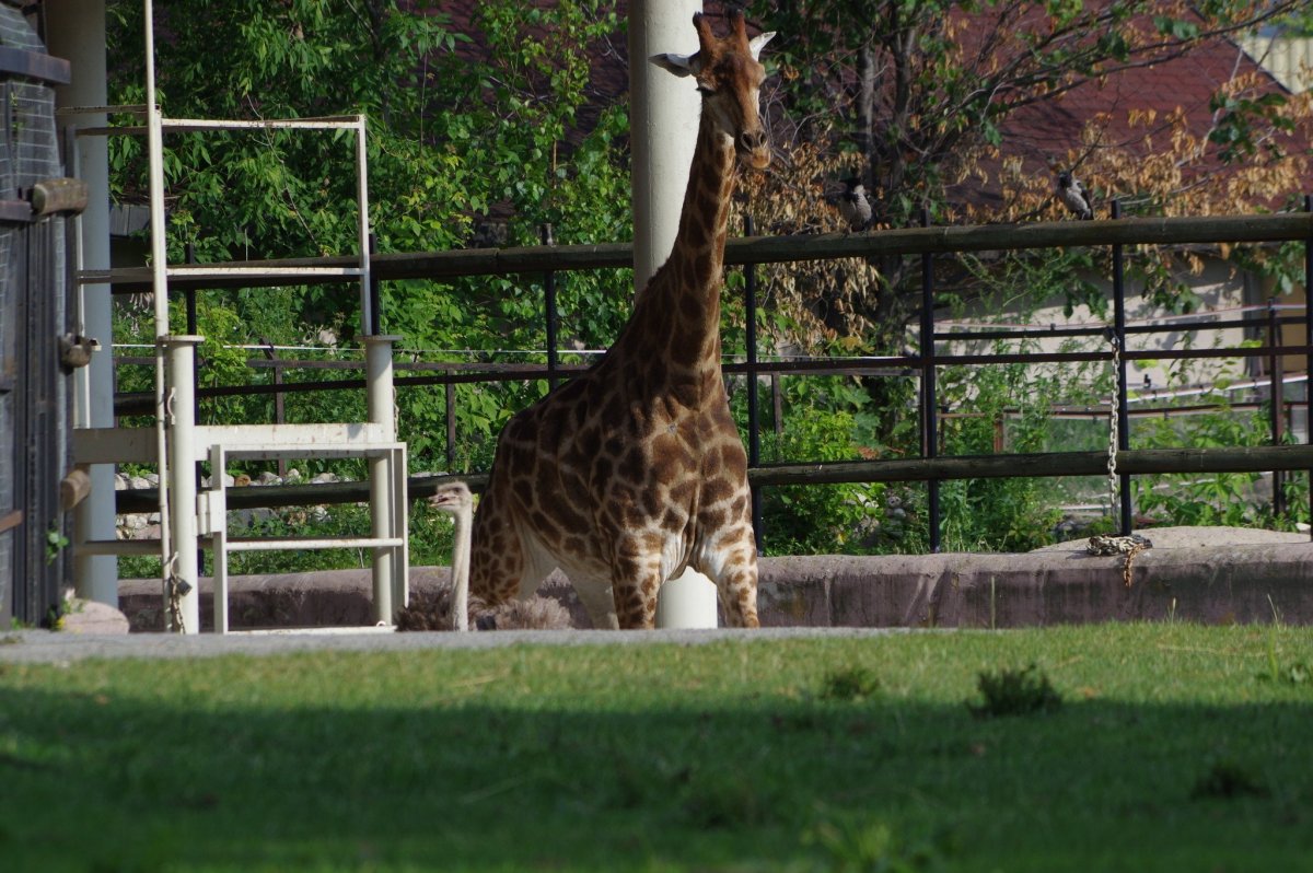 Белградский зоопарк Жираф