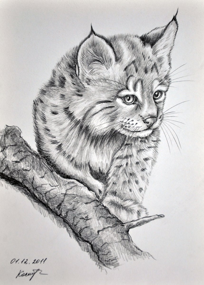 Животные карандашом