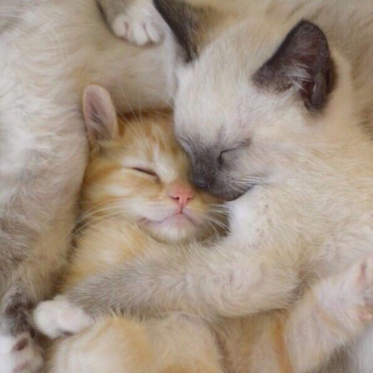 Обнимашки котят