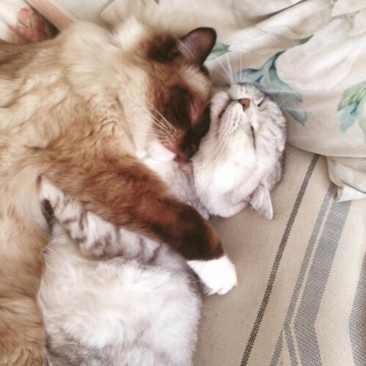 Няшные кошки двое