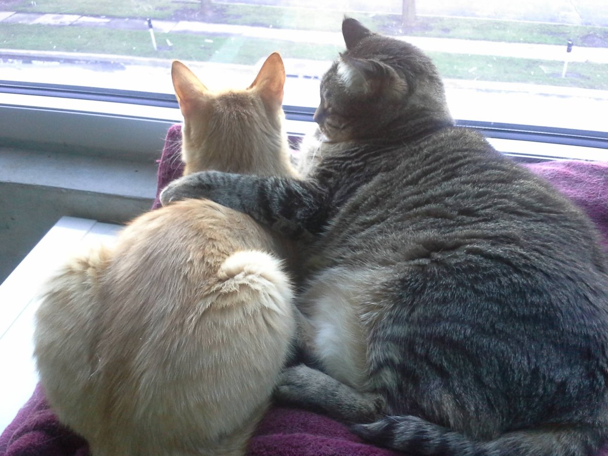 Животные в обнимку