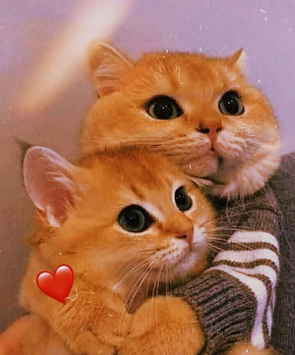 Кот обнимает камеру