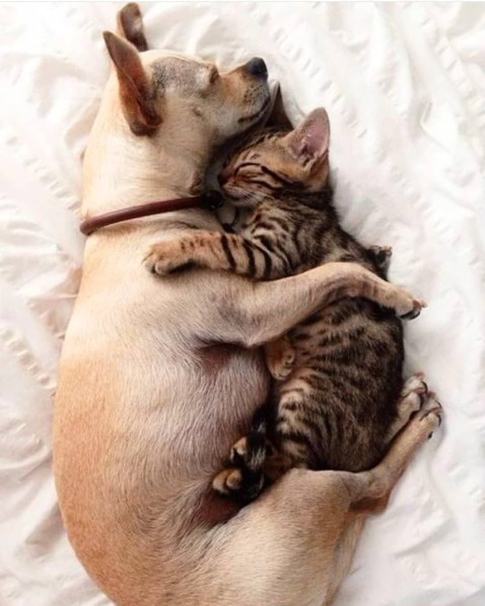 Лове котики