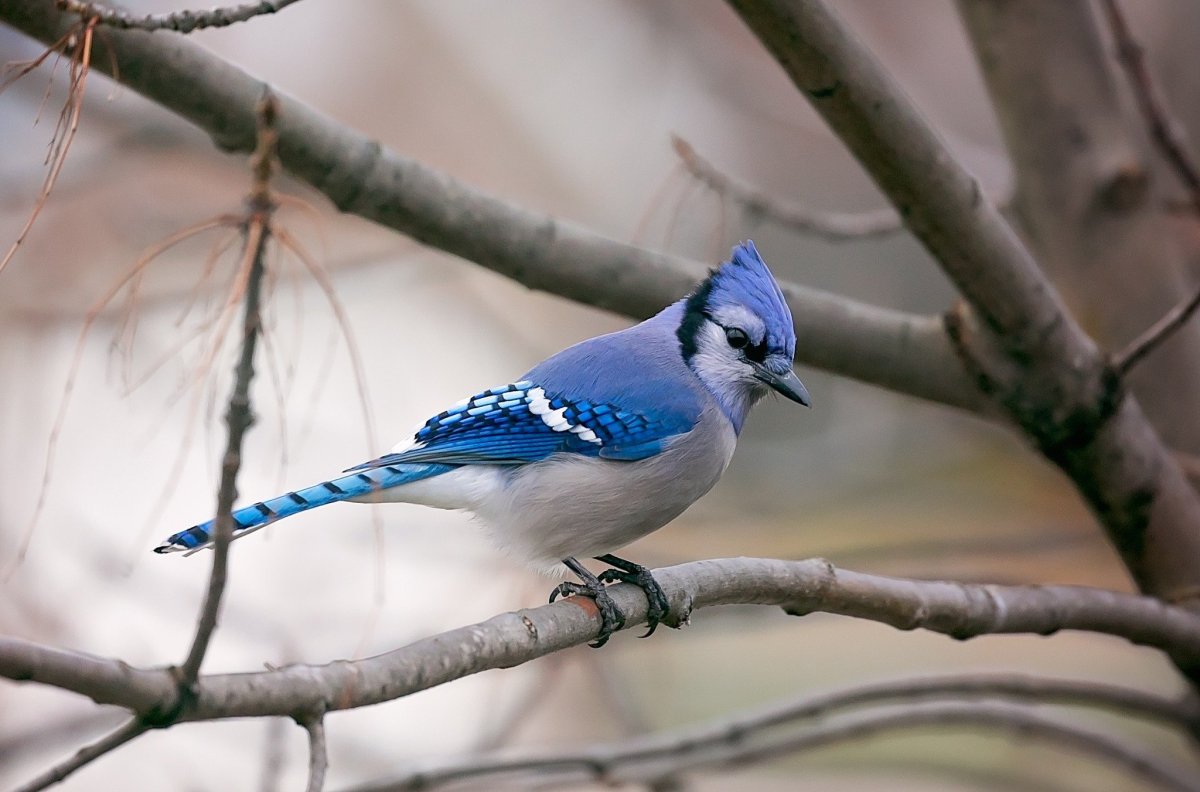 Птичка Сойка голубая