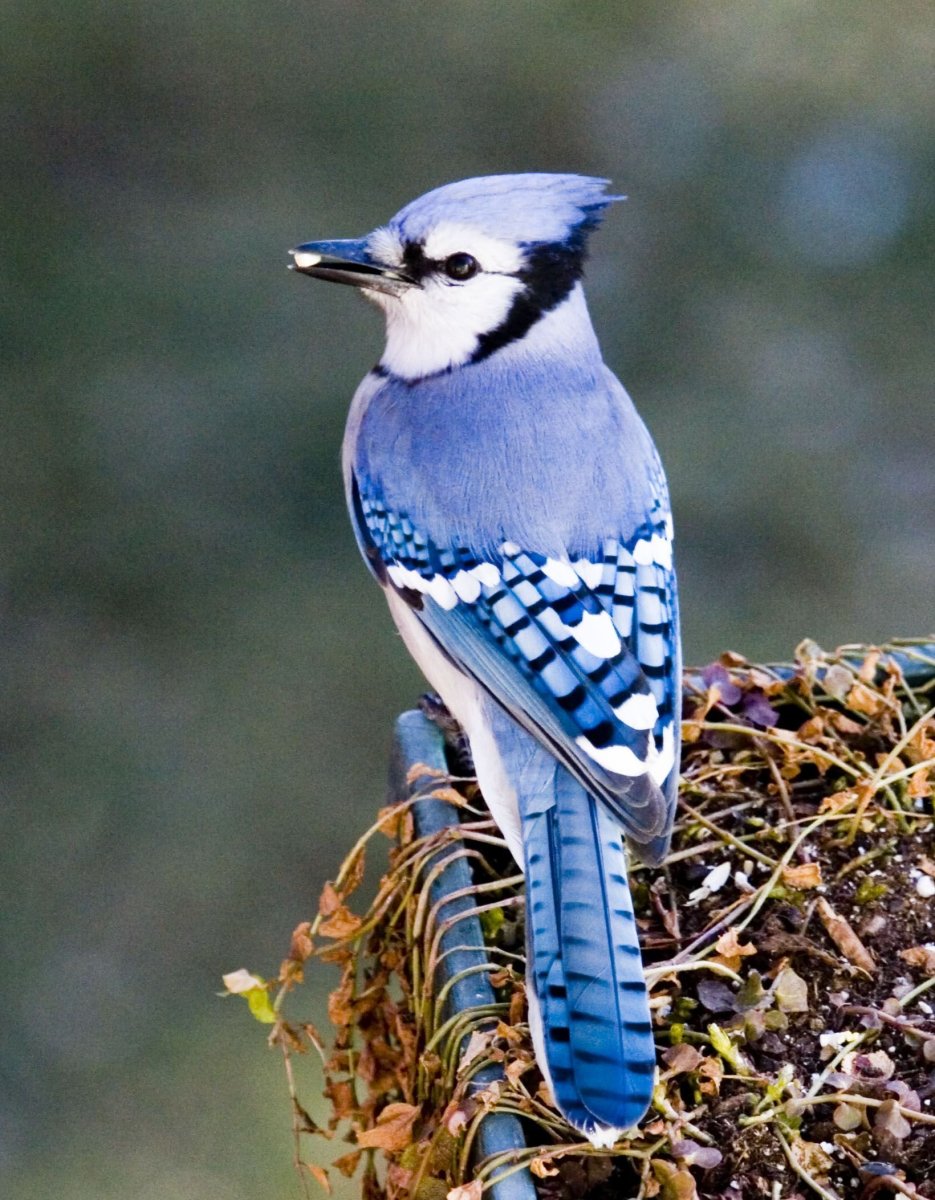 Сойка североамериканская