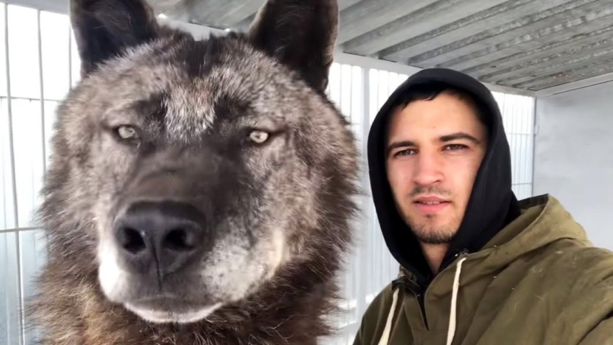 Канадский волк воет