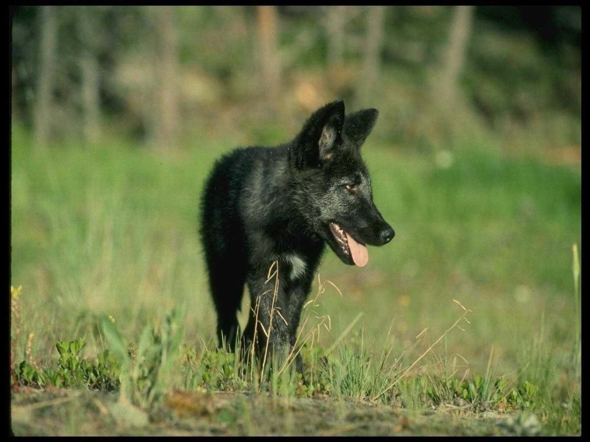Канадский волк меланист