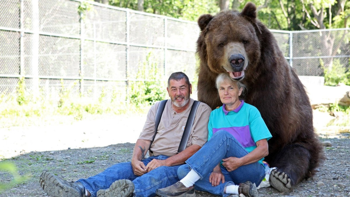 Амикан медведь