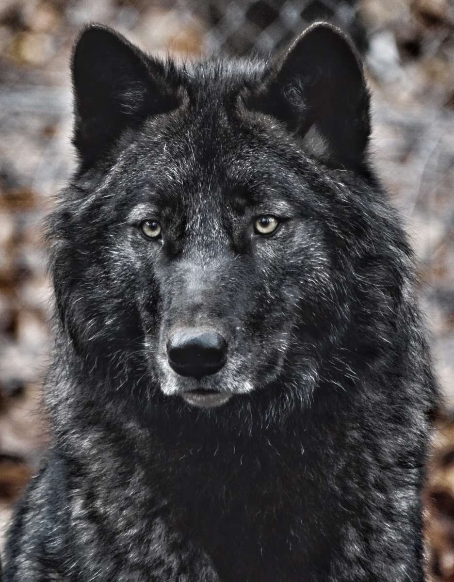 Канадский волкособ