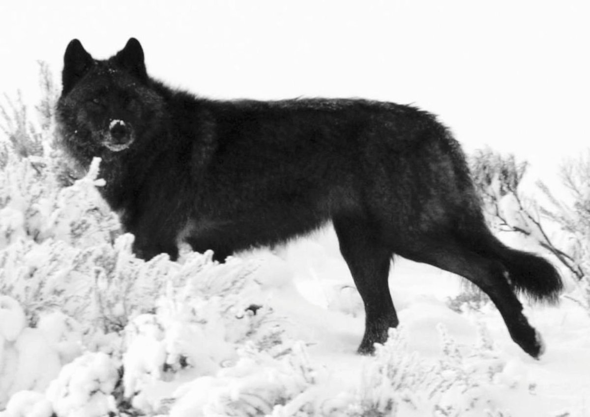 Чёрный канадский волкособ