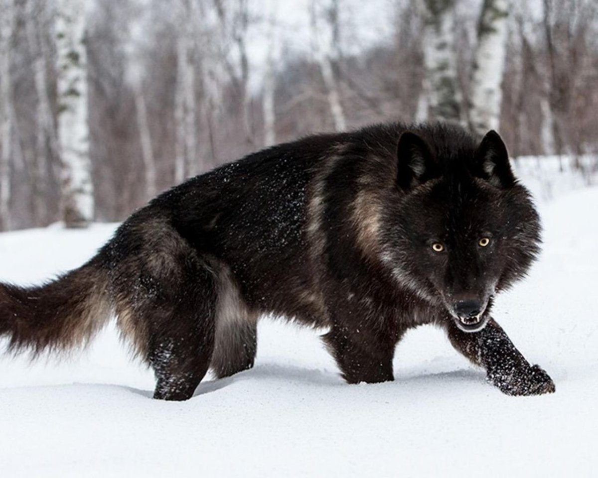 Канадский волк оскал