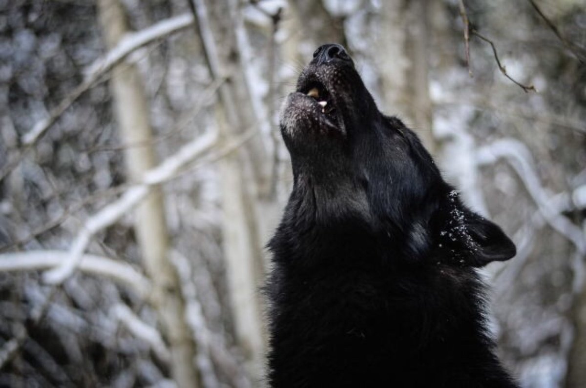 Волкособ гибрид волка