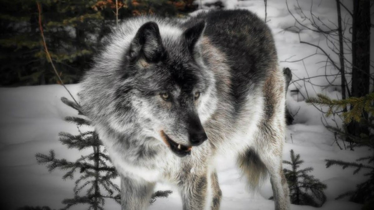 Морда черного волка