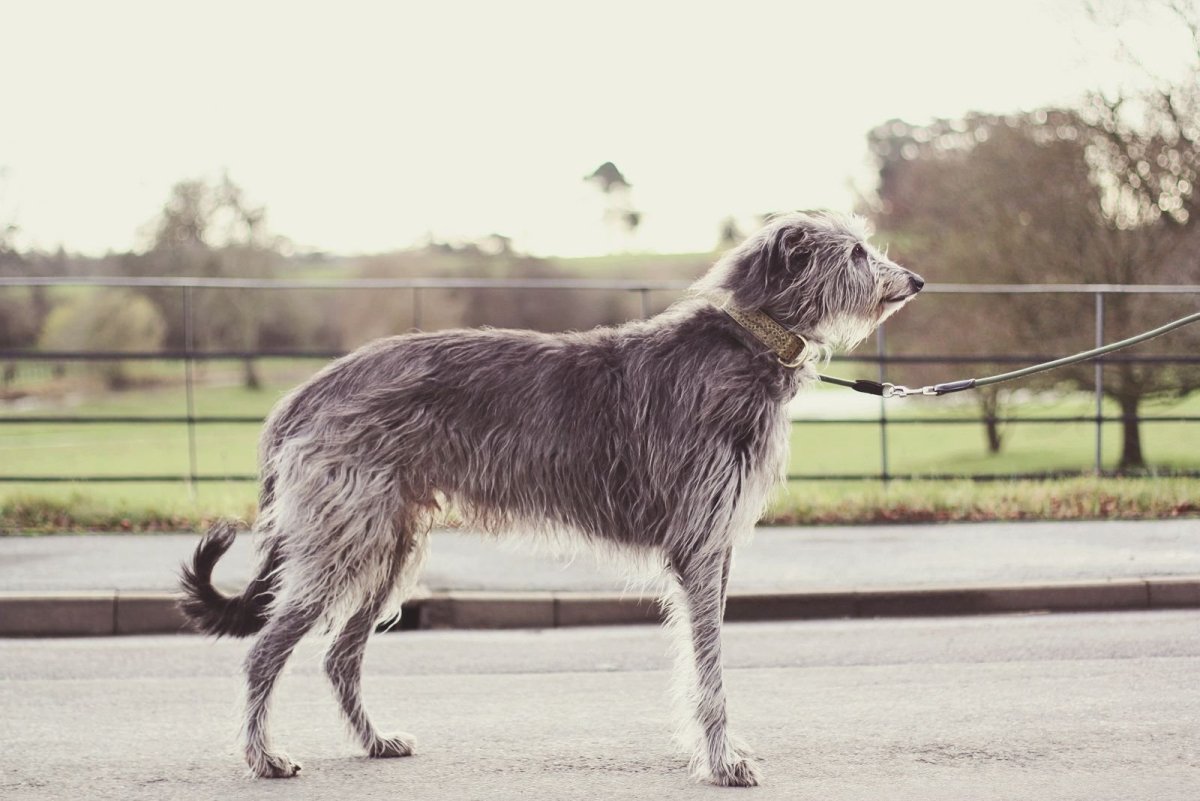 Дирхаунд и ирландский волкодав отличия фото