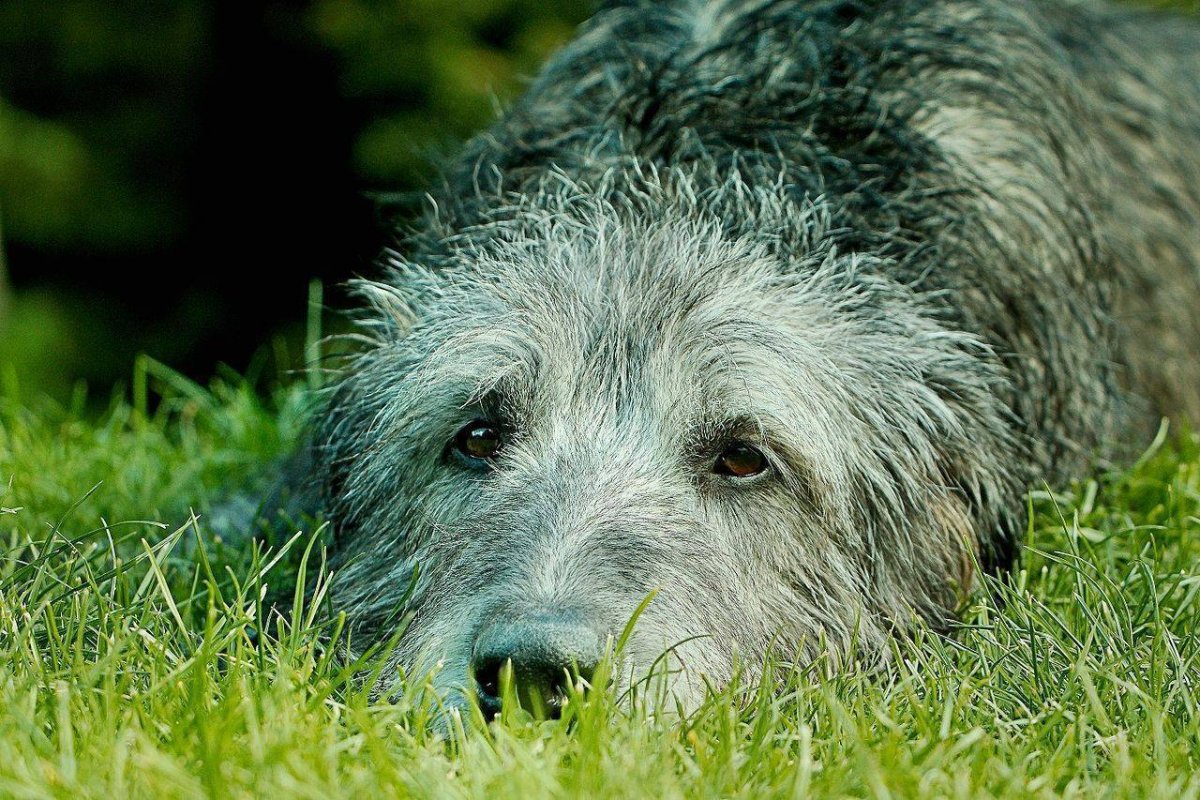 Ирландский волкодав