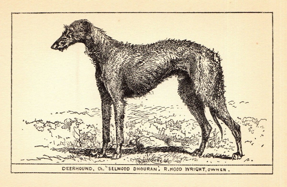 Ирландский волкодав в холке