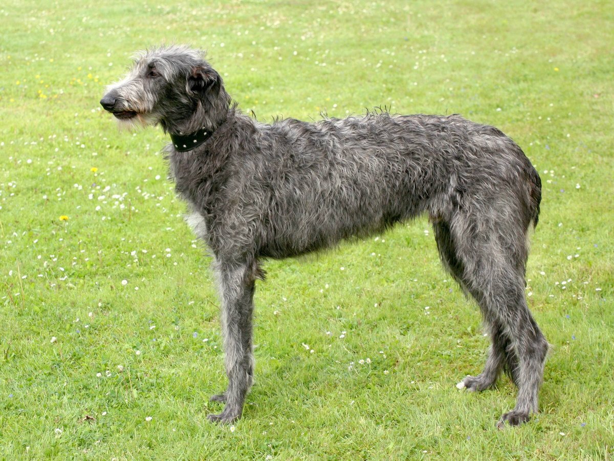 Русская борзая и Дирхаунд