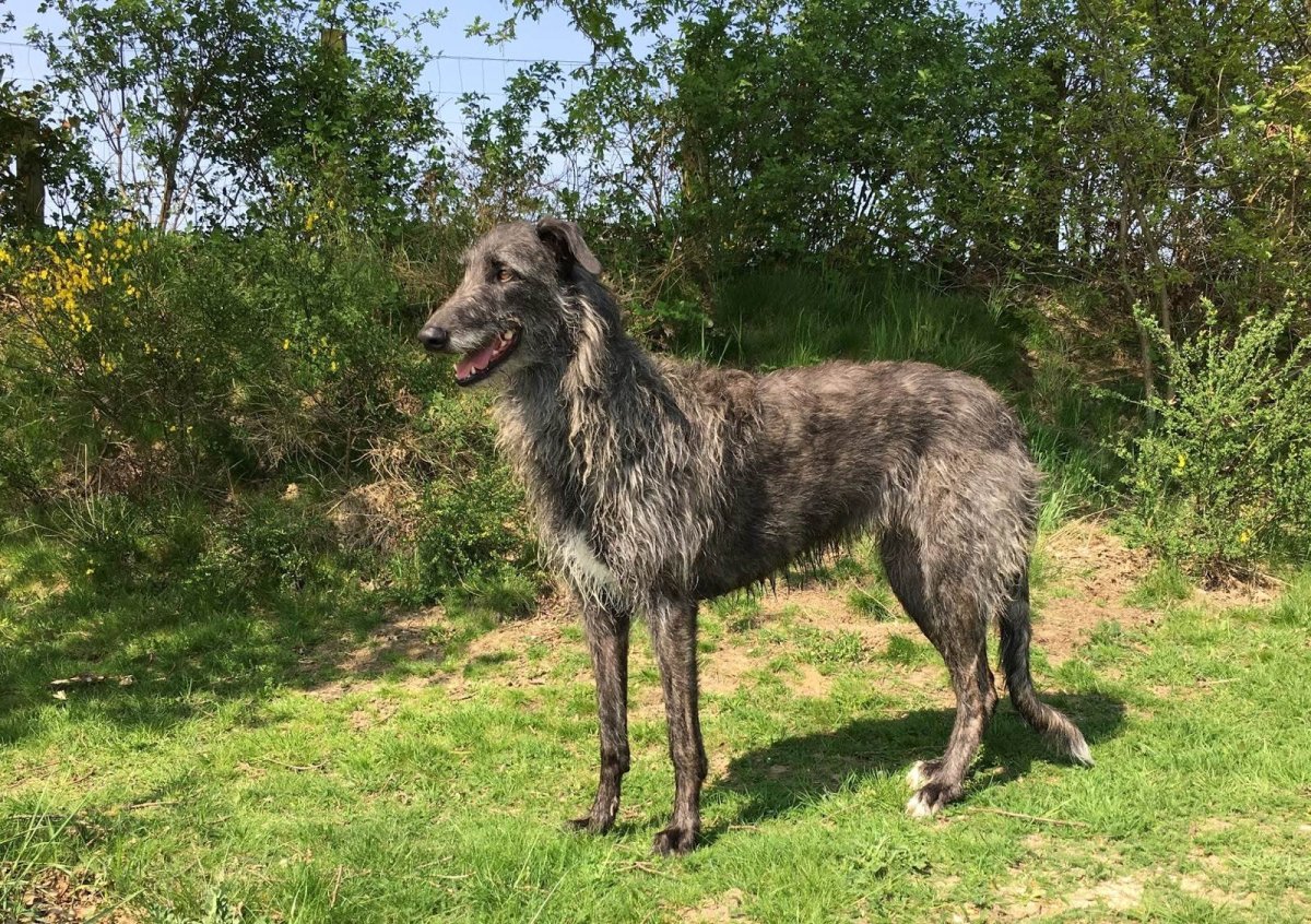 Шотландский волкодав