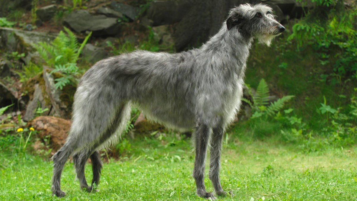 Дирхаунд Шотландская Оленья борзая