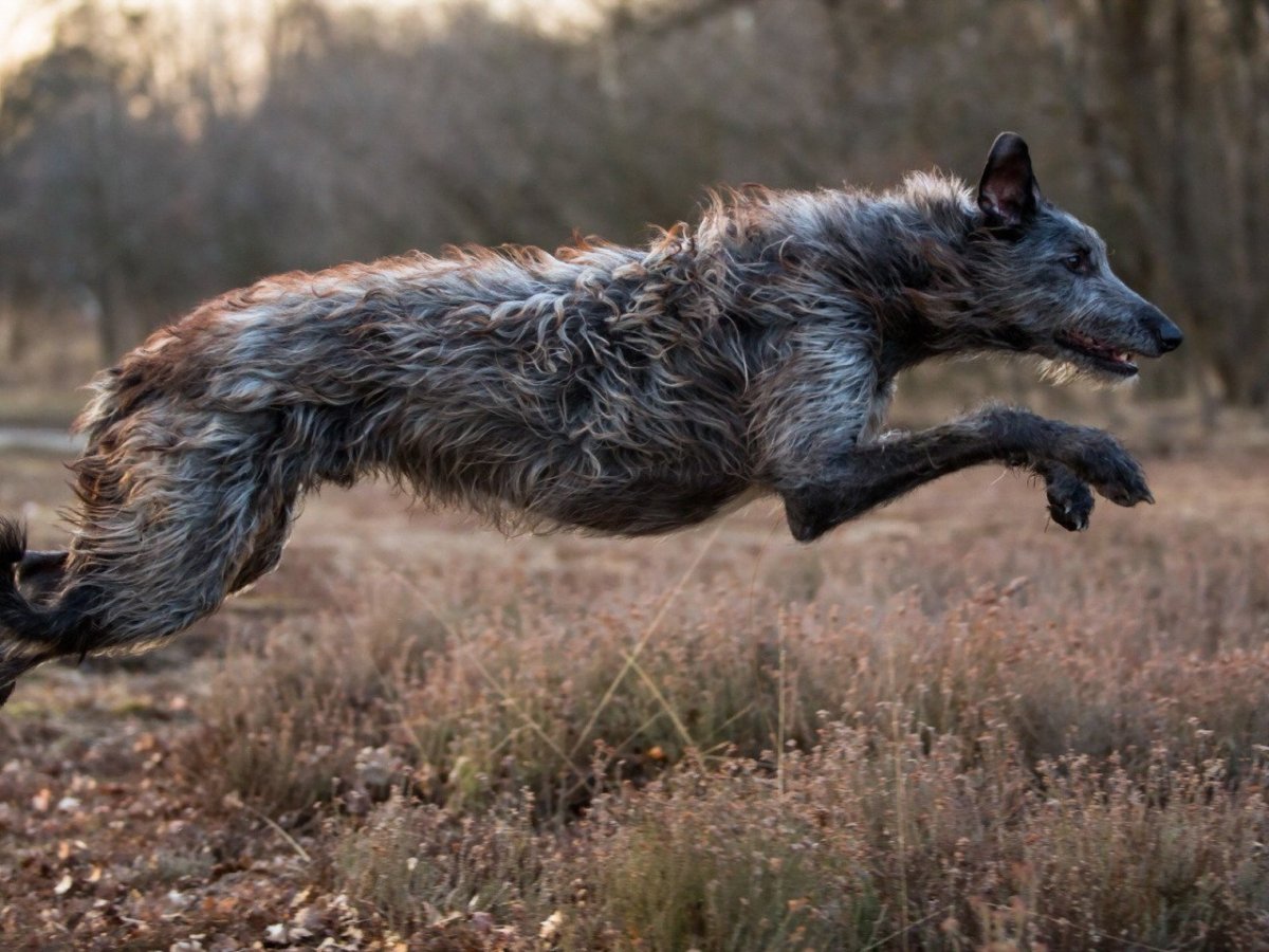 Ирландский волкодав