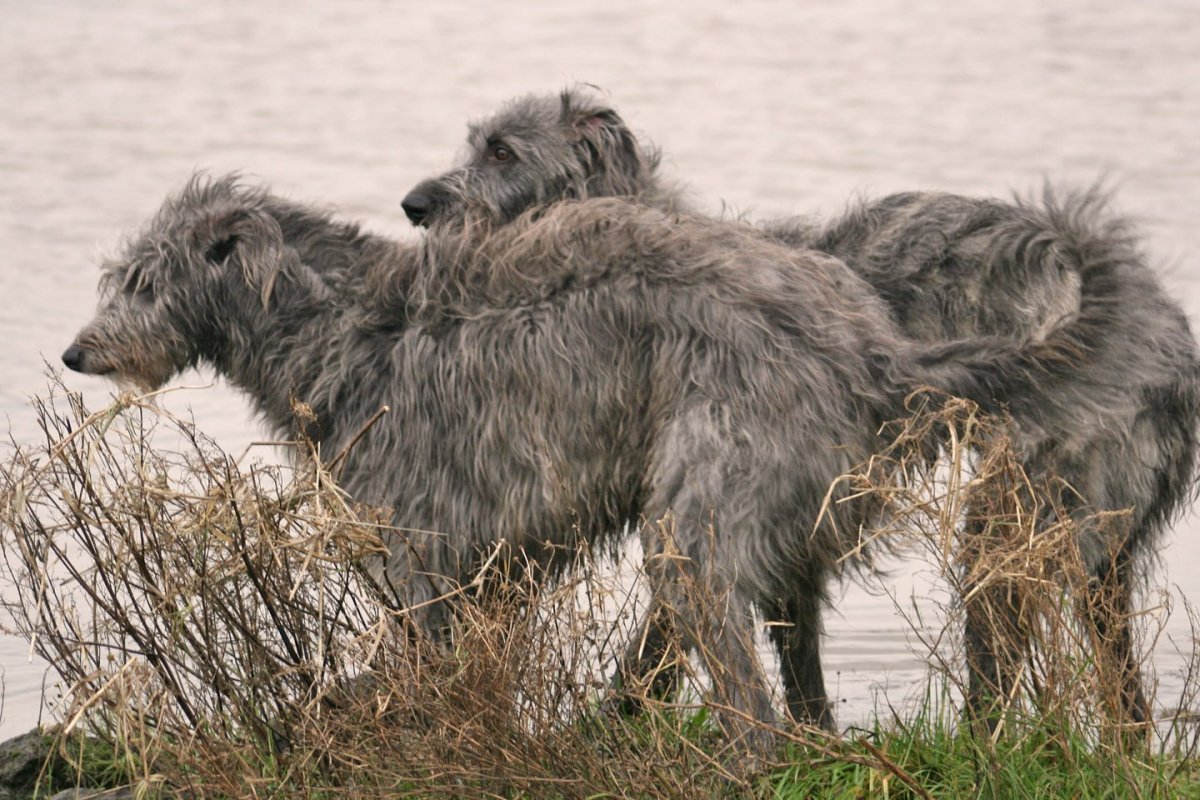 Шотландский Дирхаунд и ирландский волкодав