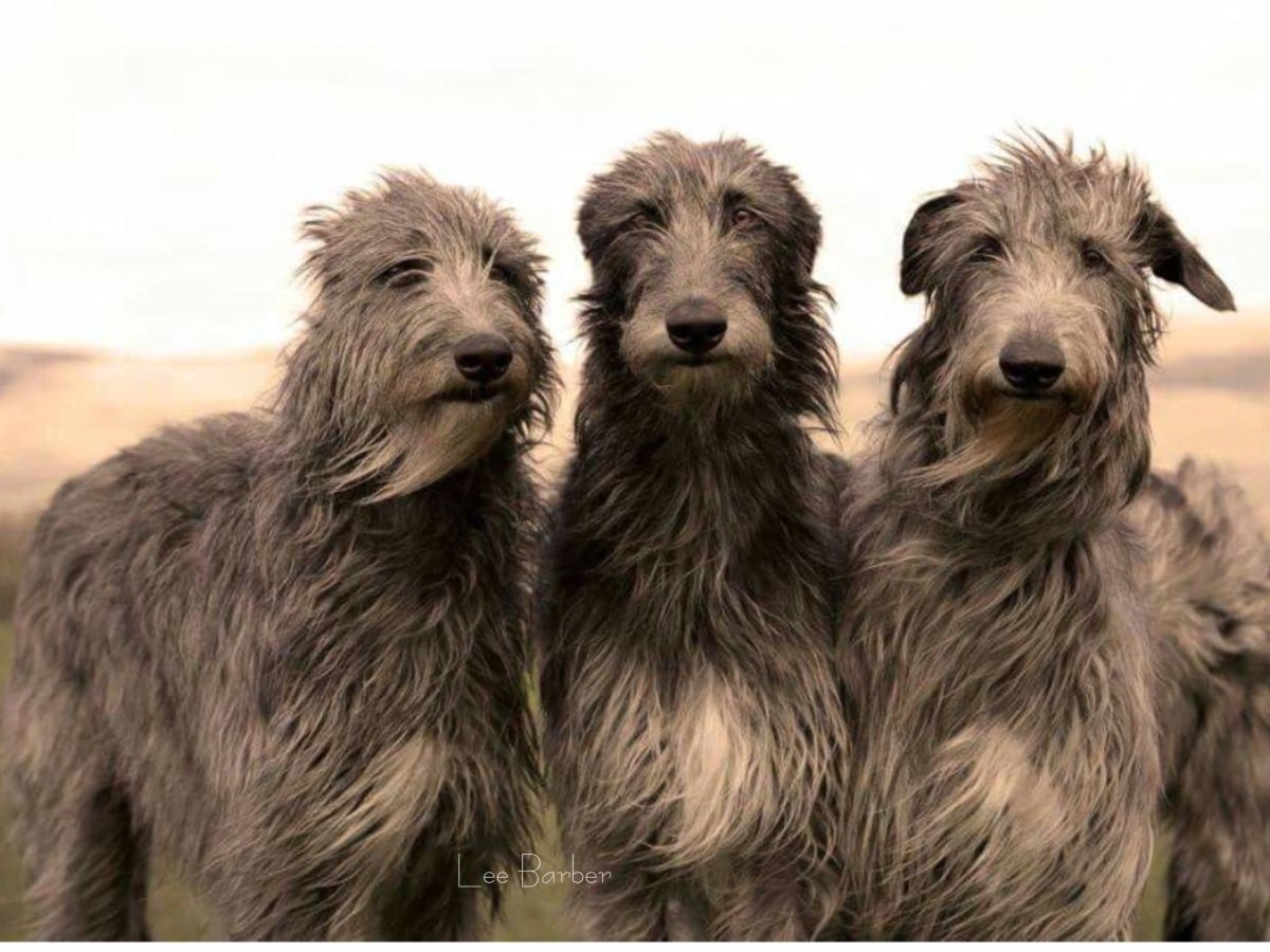 Ирландский волкодав