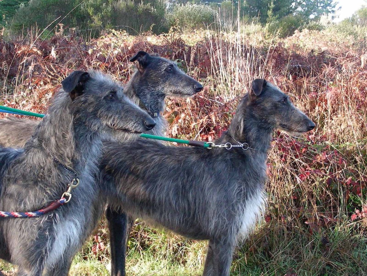 Дирхаунд порода собак