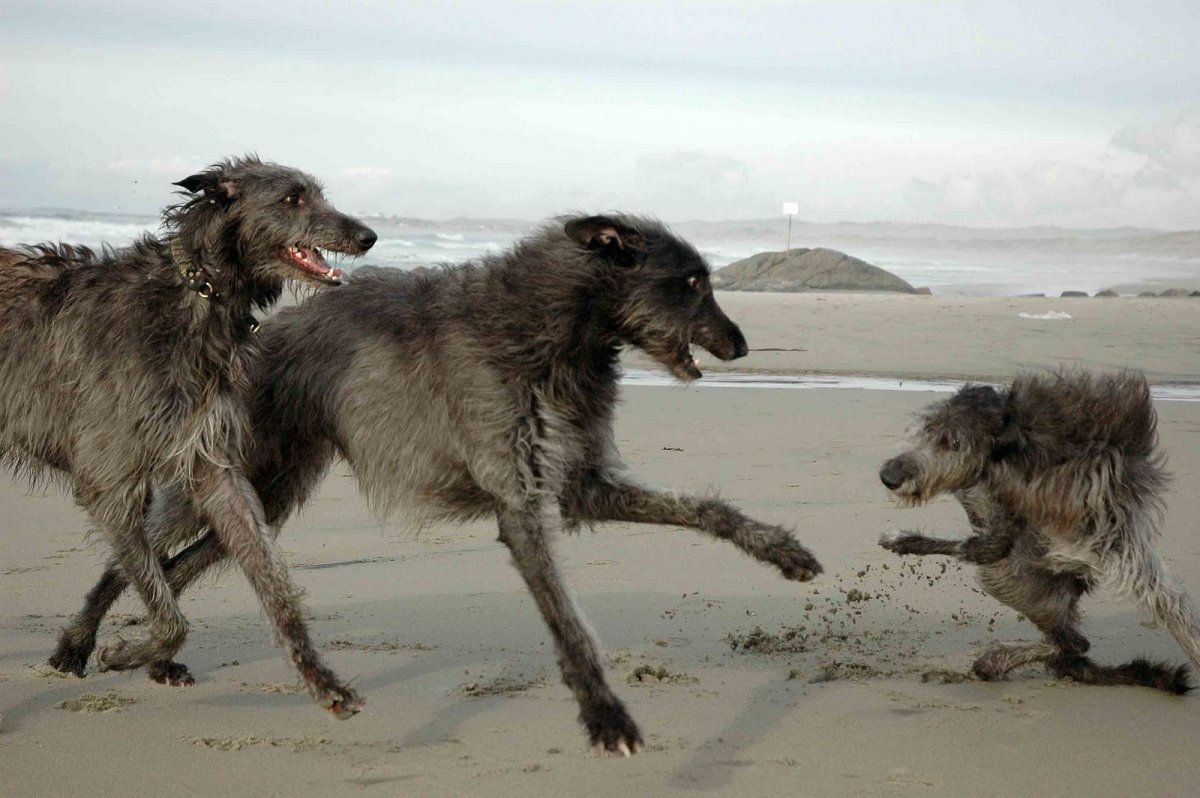 Ирландский волкодав