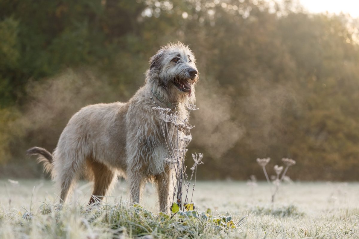 Irish Wolfhound Dog Breed