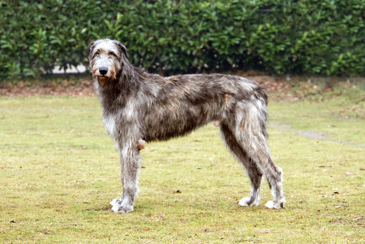 Ирландский волкодав