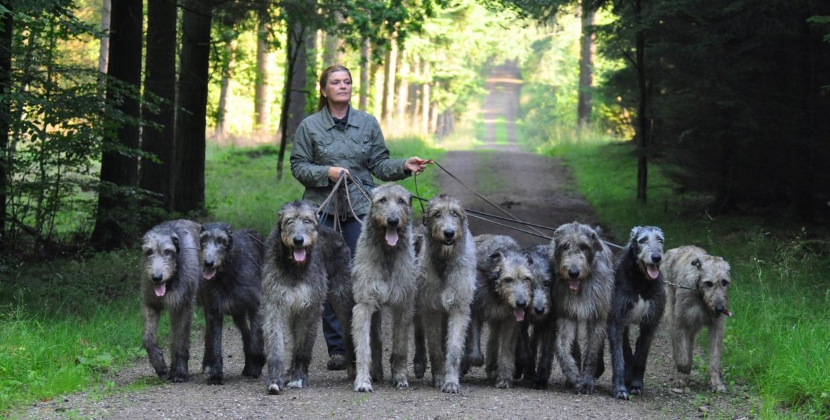 Собака ирландский волкодав