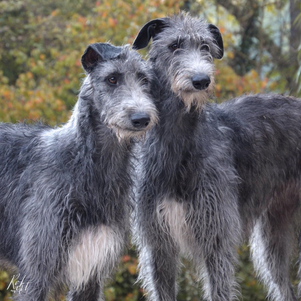 Дирхаунд гончая